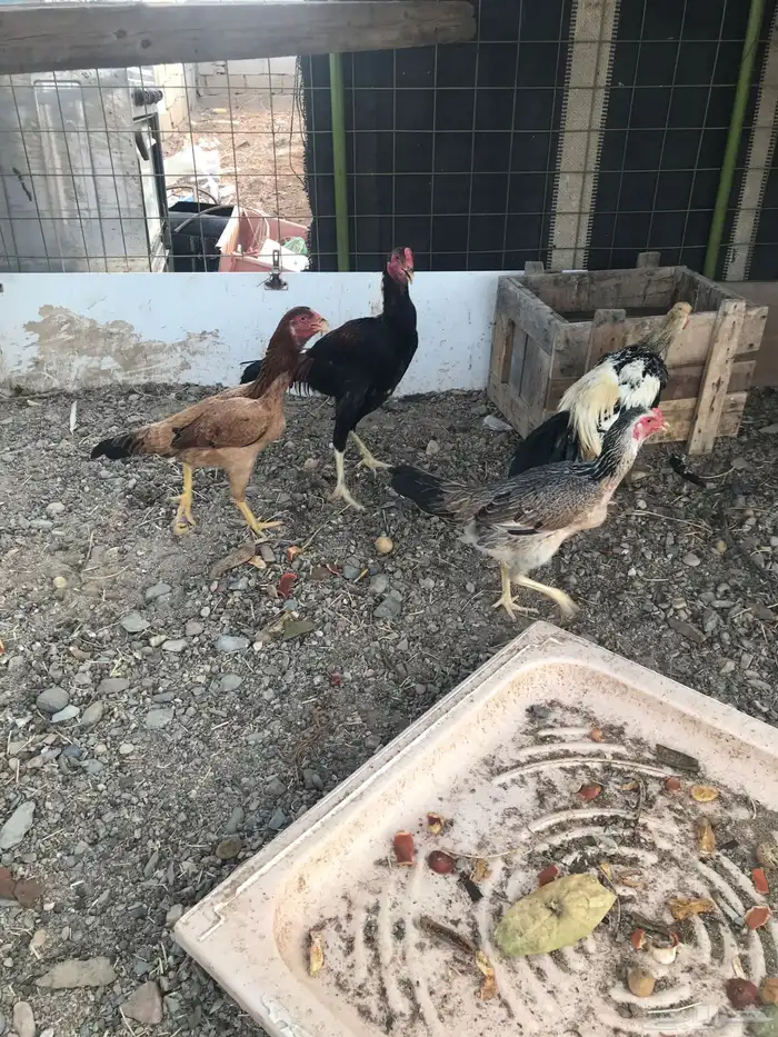 للبيع دجاج شامو 2