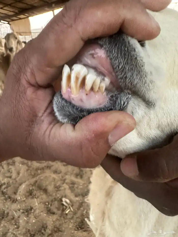 خروف فحل حري 3