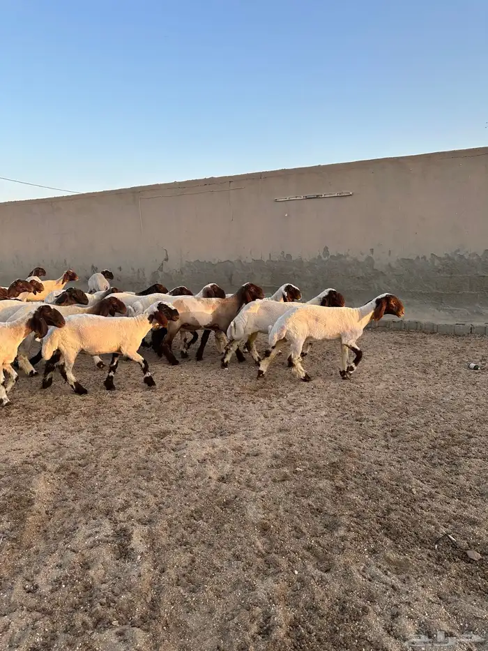 جذعات أنعيم طيبه ( تم البييع ) 12