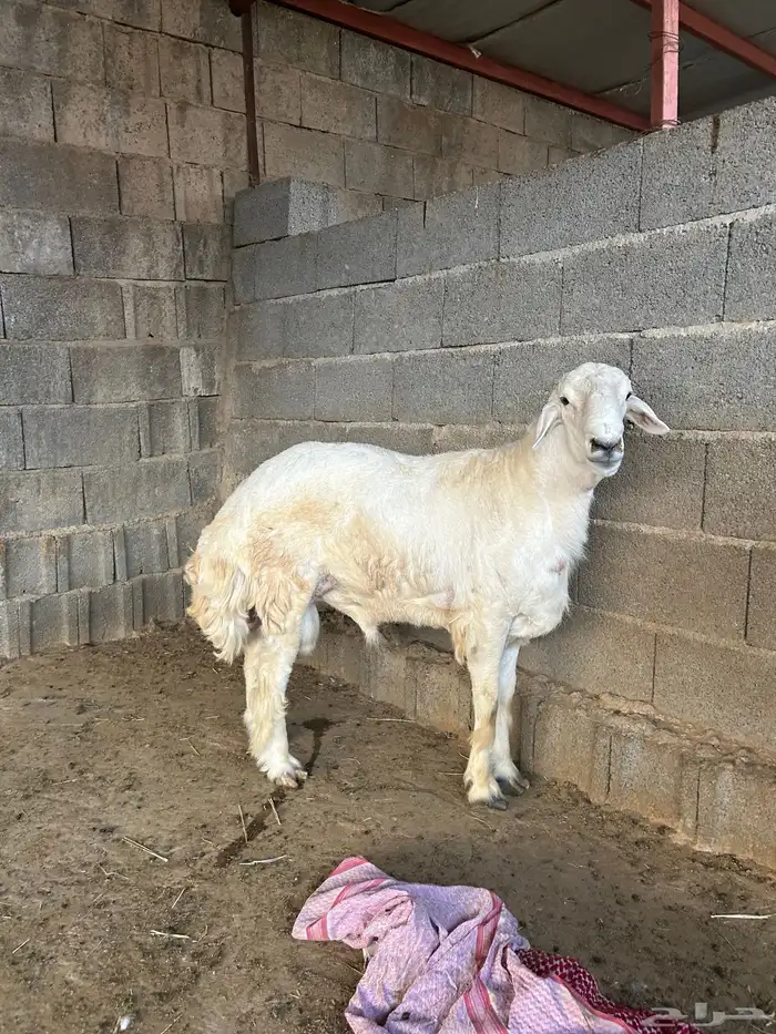 الباحه قلوه تهامه 2