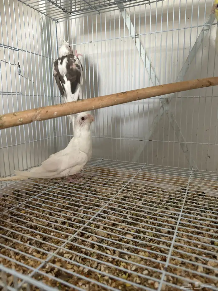 للبيع مجموعة طيور كوكتيل 1