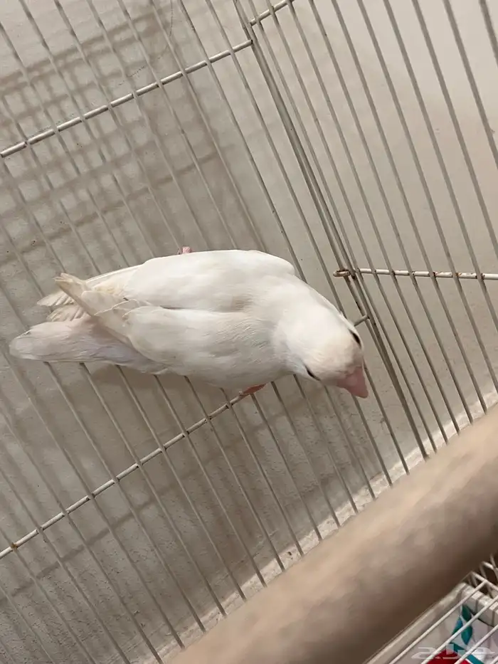 للبيع روز البينو 2