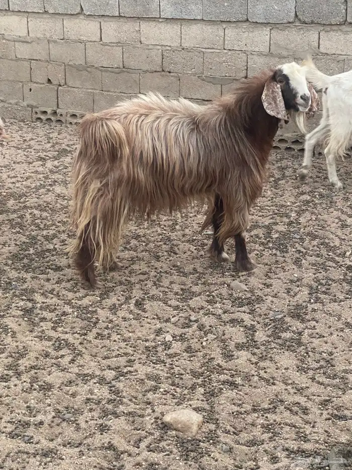 خروف فحل وتيس للبيع 6