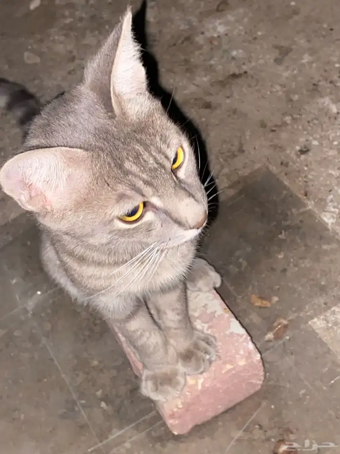 قطوه مفقودة في حي المحمدية الي يتعرف راعيه ياكلمن الجنس ذكر 2