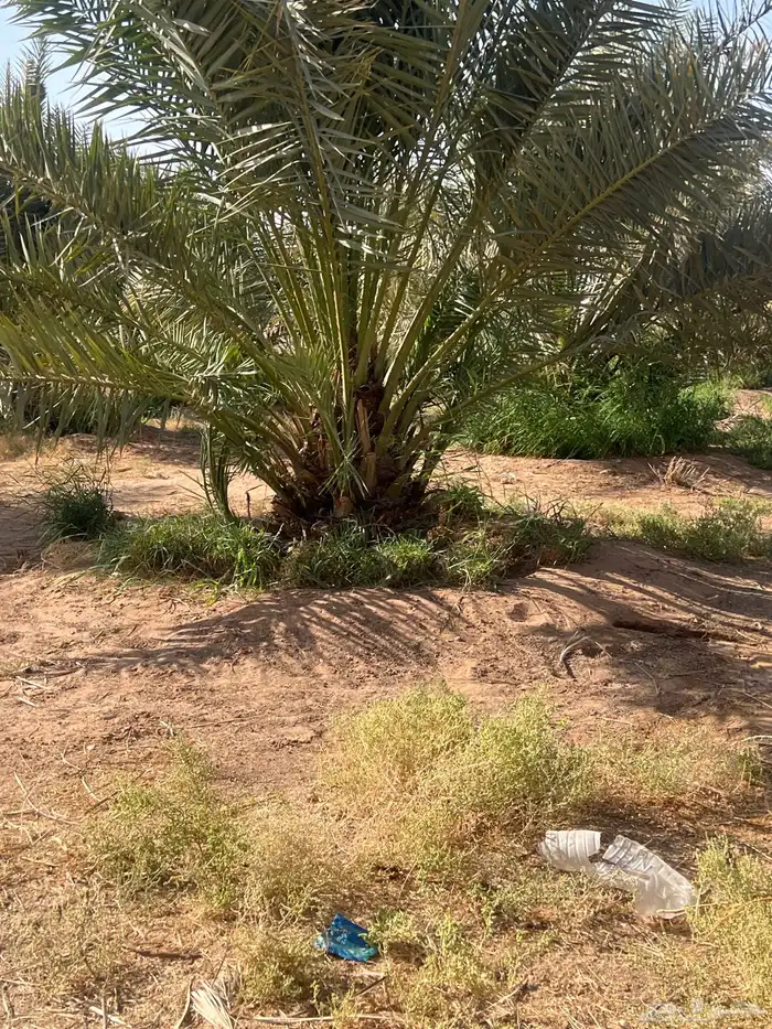 نخل مثمر نقايل للبيع 2