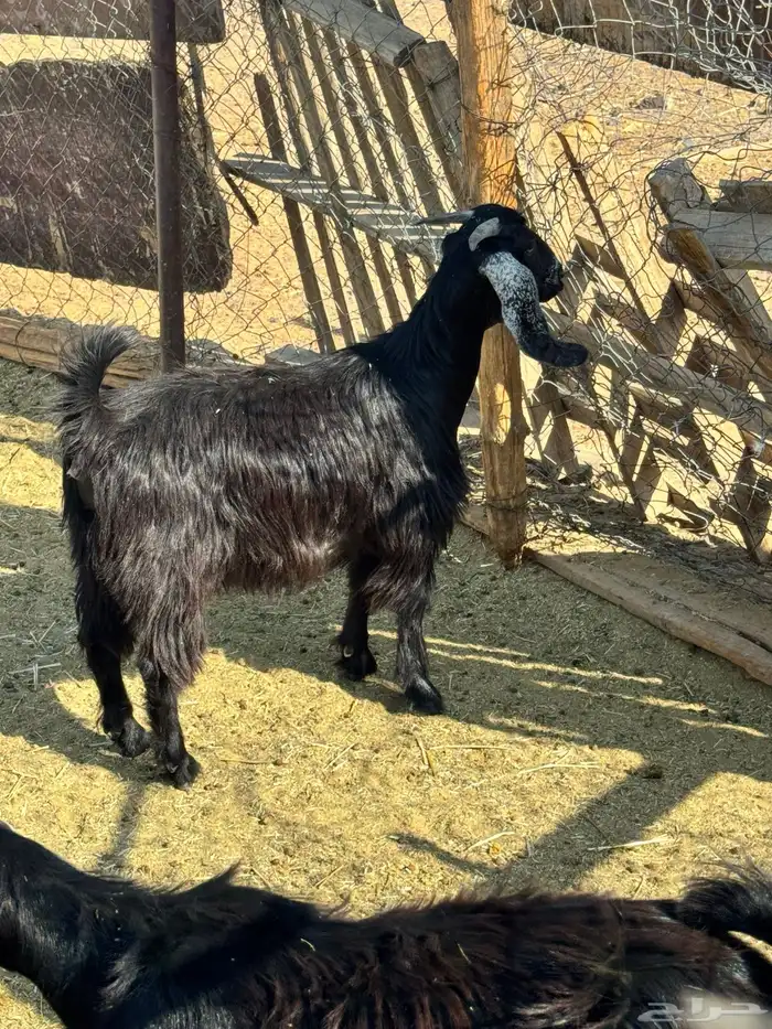 جفار ذبايح 0