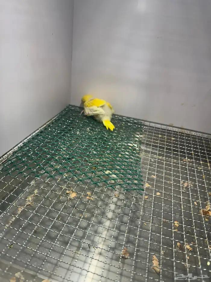 فرخ كويكر ( تم البيع ) 7