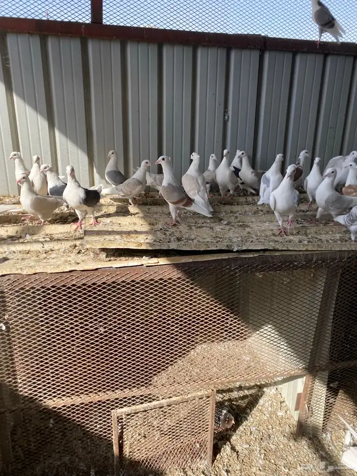 حمام زاجل فاخر للبيع 3