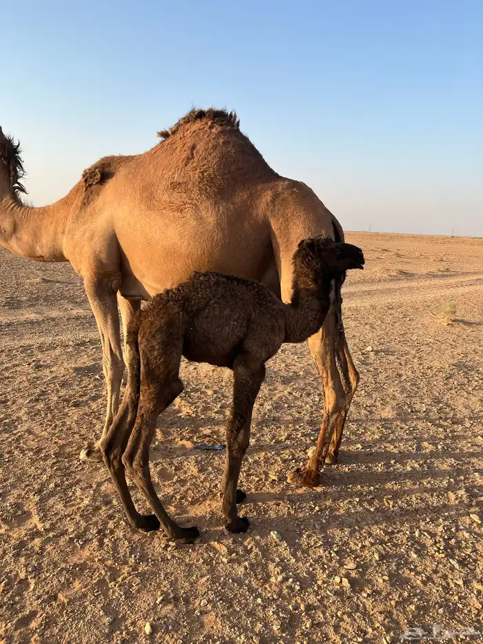 خلفه مصغر والده لها أسبوع ساحليه 5