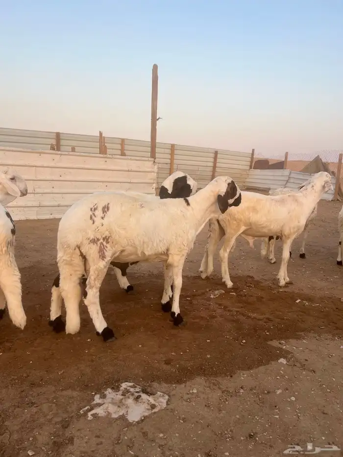 طليان سواكن مرابي جبره وفل شحم 5