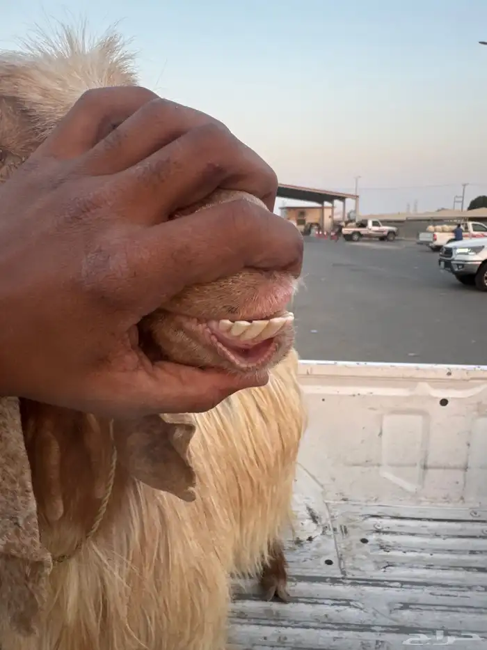 معزا عارضيه سنها صافه شبب 1