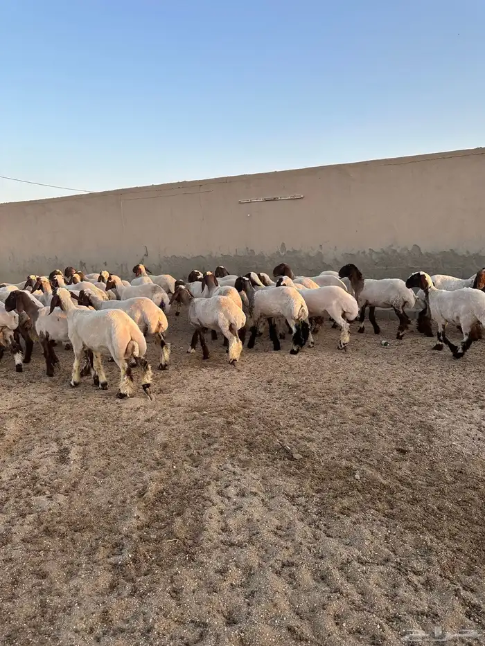 جذعات أنعيم طيبه ( تم البييع ) 8