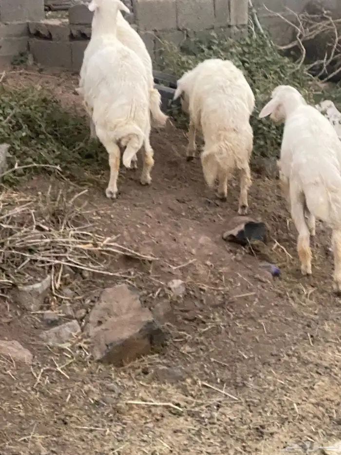 أربعه خرفان 5
