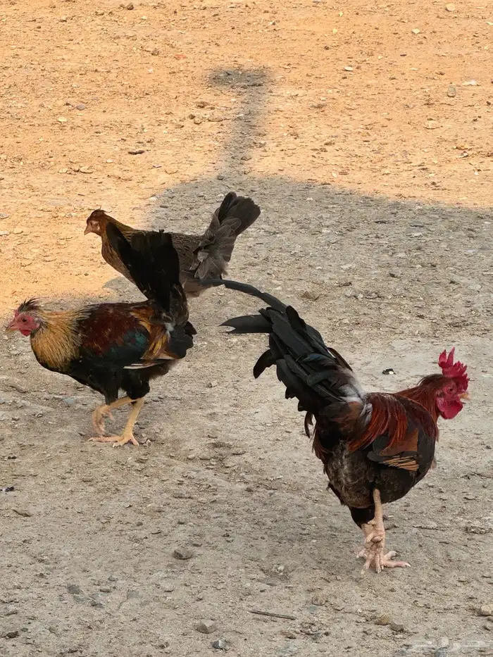 دجاج عربي دجاج جبنيز ديك رومي للبيع 69