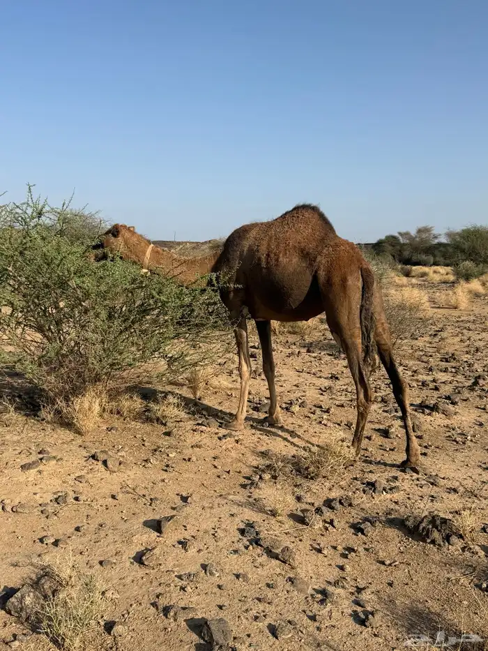 الحمرا القحه العكشي 1