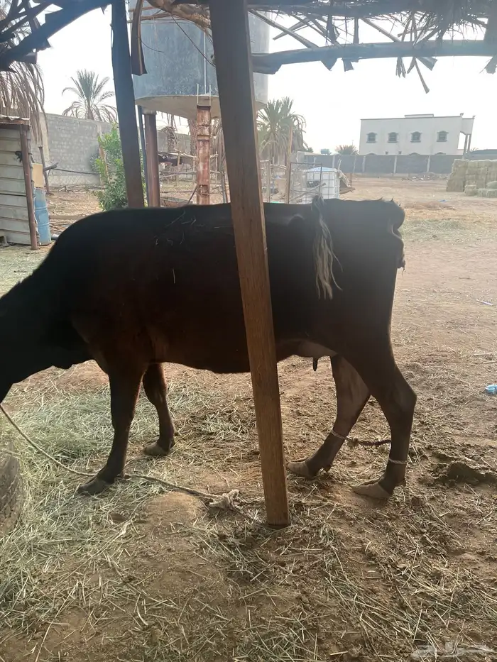 بقره ألمانيه بكر عليها عجله للبيع 1