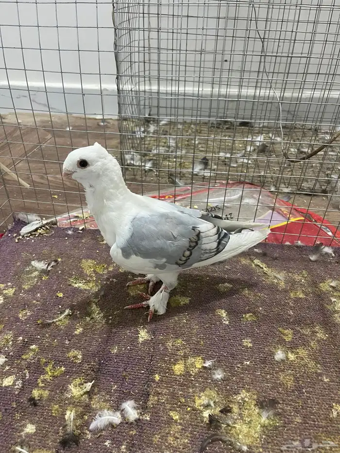 لا يجي الا اصامل 0