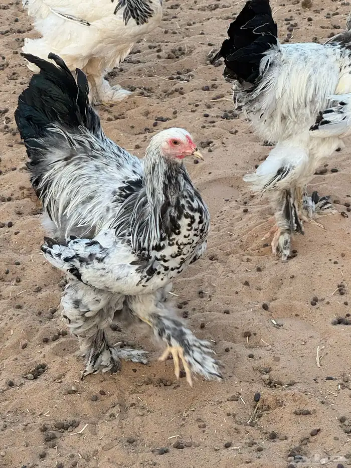 دجاج ابراهما كولمبي اصل 3