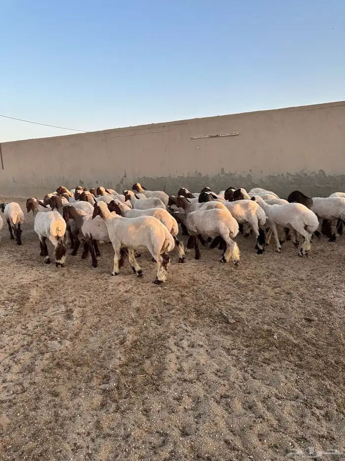 جذعات أنعيم طيبه ( تم البييع ) 6