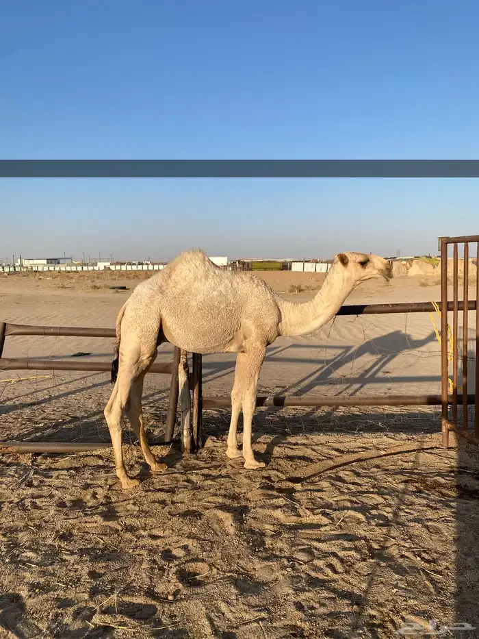 قعود فحل صاهودي مفرود اشقح 0