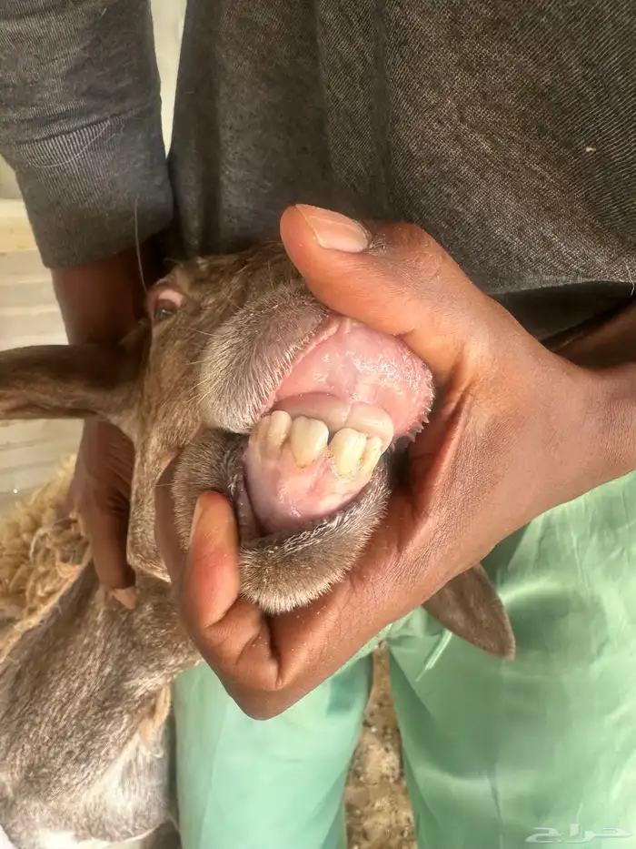 شاة حريه السن ثنيه ومعها رخل تم تم تم البيع 5