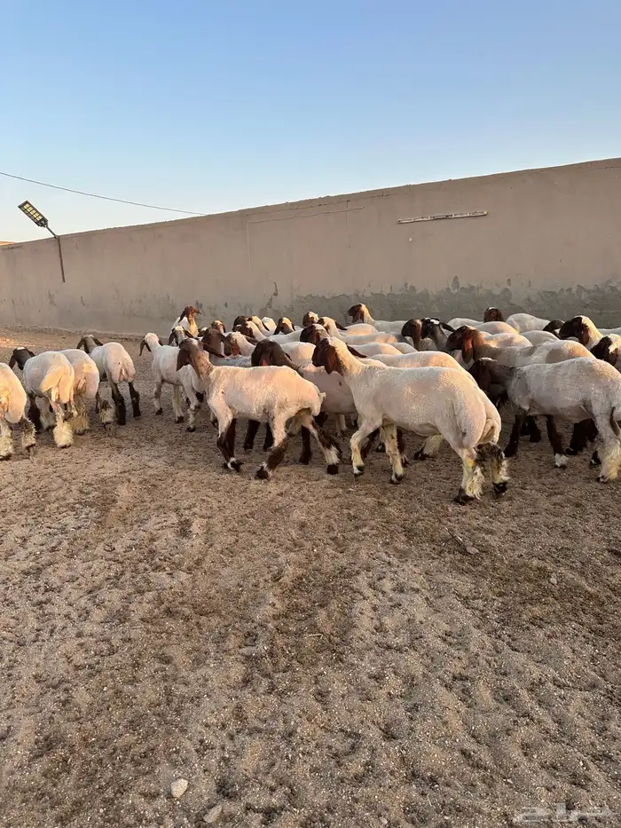 جذعات أنعيم طيبه ( تم البييع ) 1