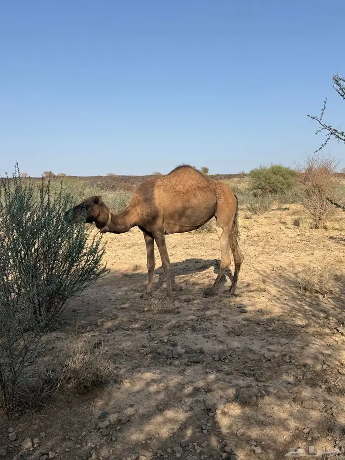 الحمرا القحه العكشي 6