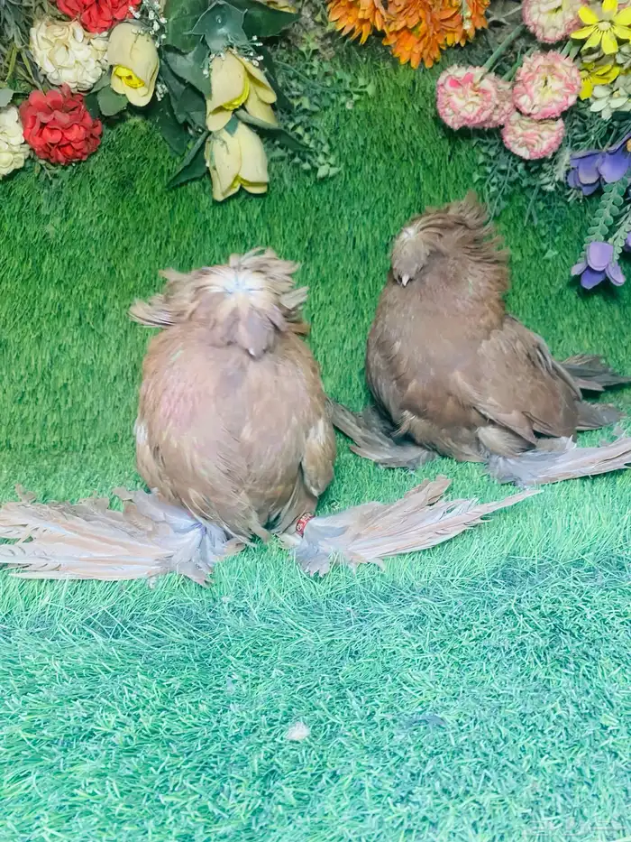 للبيع طبه بخاره احمر 4