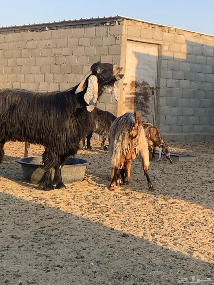 تيس عارضي 2