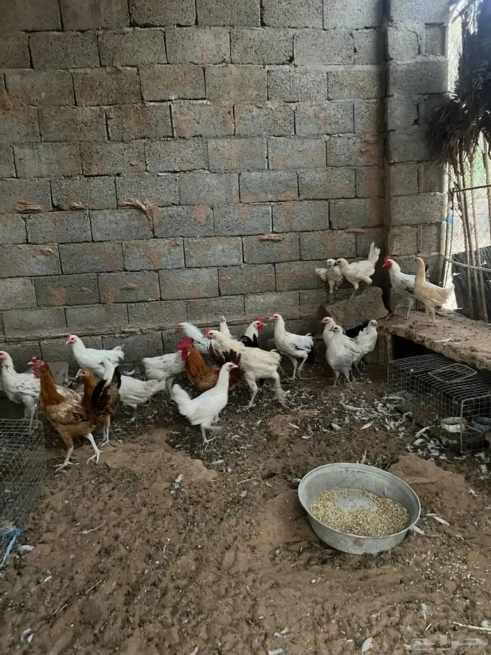 دجاج بياض وديكه 2