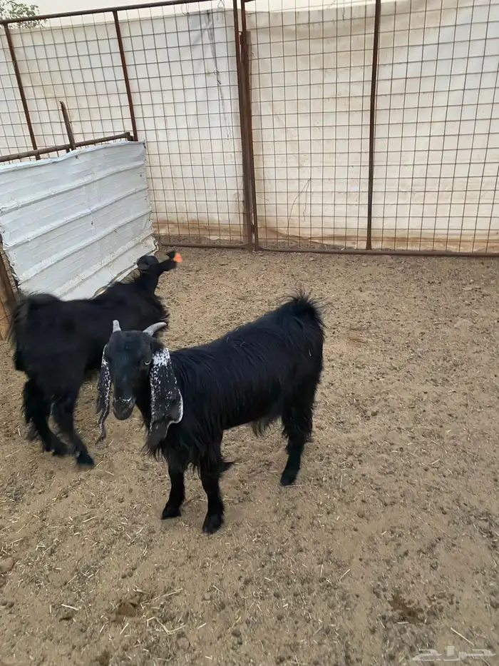 جفار ( تم البيع ) 6