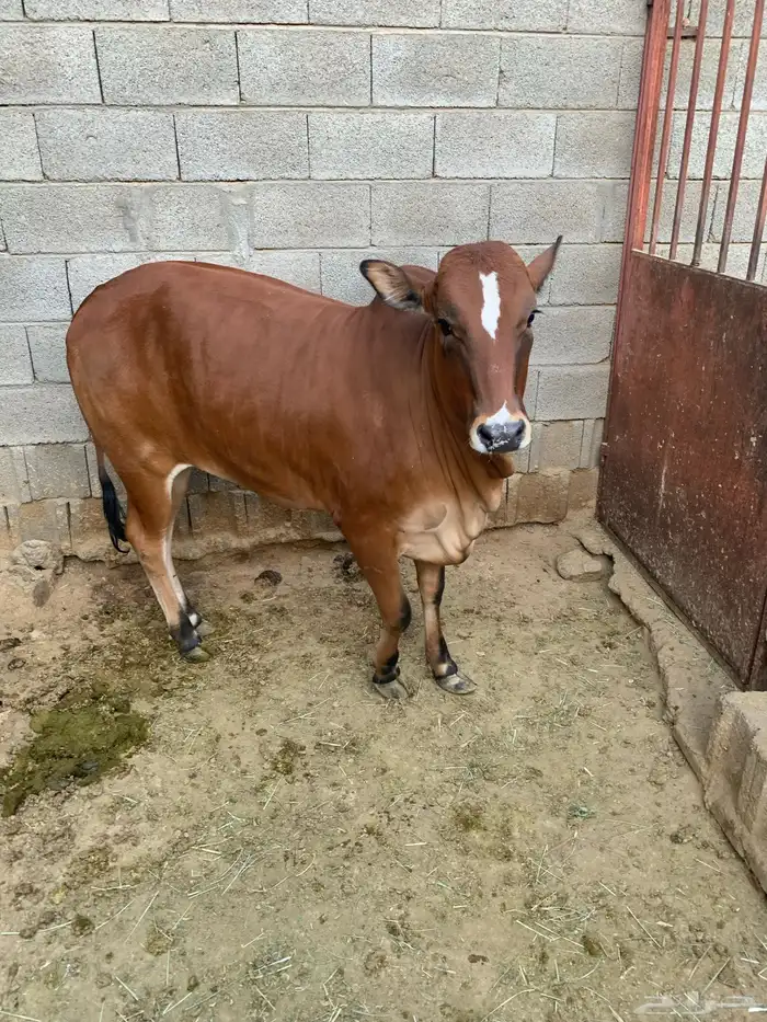 حسيله طيبه جدا جدا صغيره 2