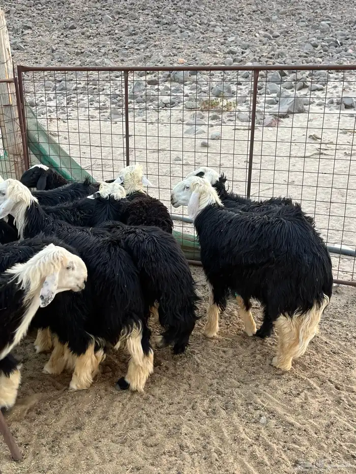 طليان نجد 0