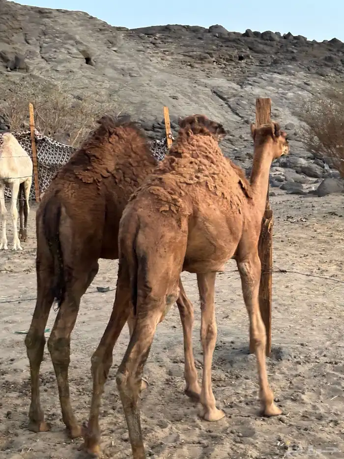 قعدان حمر للبيع 2