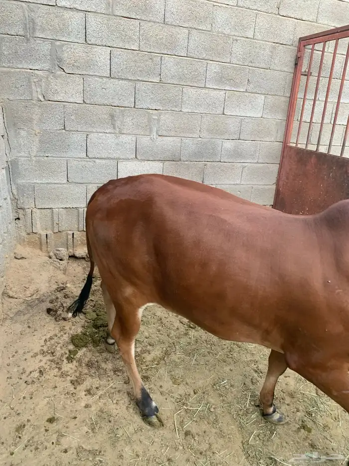 حسيله طيبه جدا جدا صغيره 3