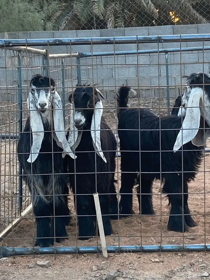 معزا عوارض صنف بفحلها (تم البيع) 6