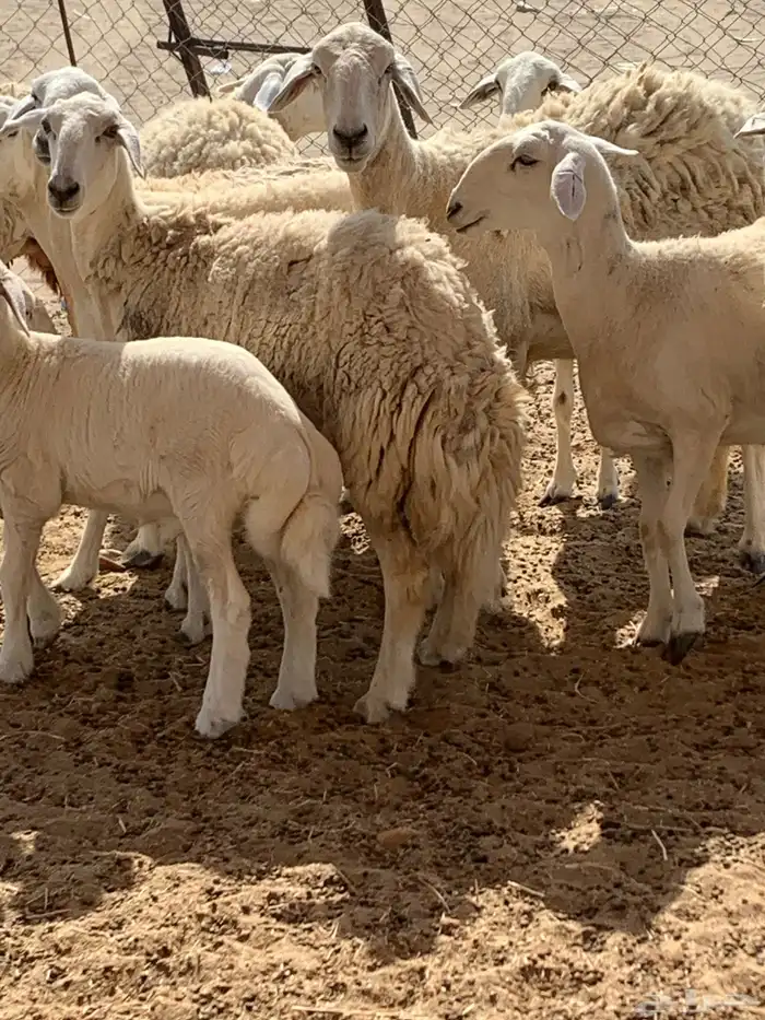 للبيع رخال حريات حرش( تم البيع 8