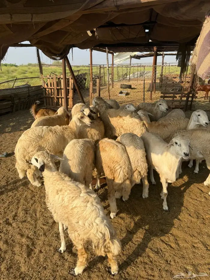طليان حرية 3
