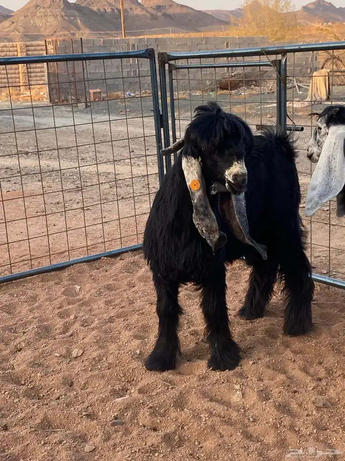 معزا عوارض صنف بفحلها (تم البيع) 22