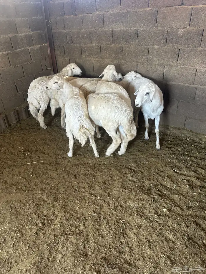 8 خرفان جبرات بدون مسمنات اكلها من المزرعه و شعير فقط 1