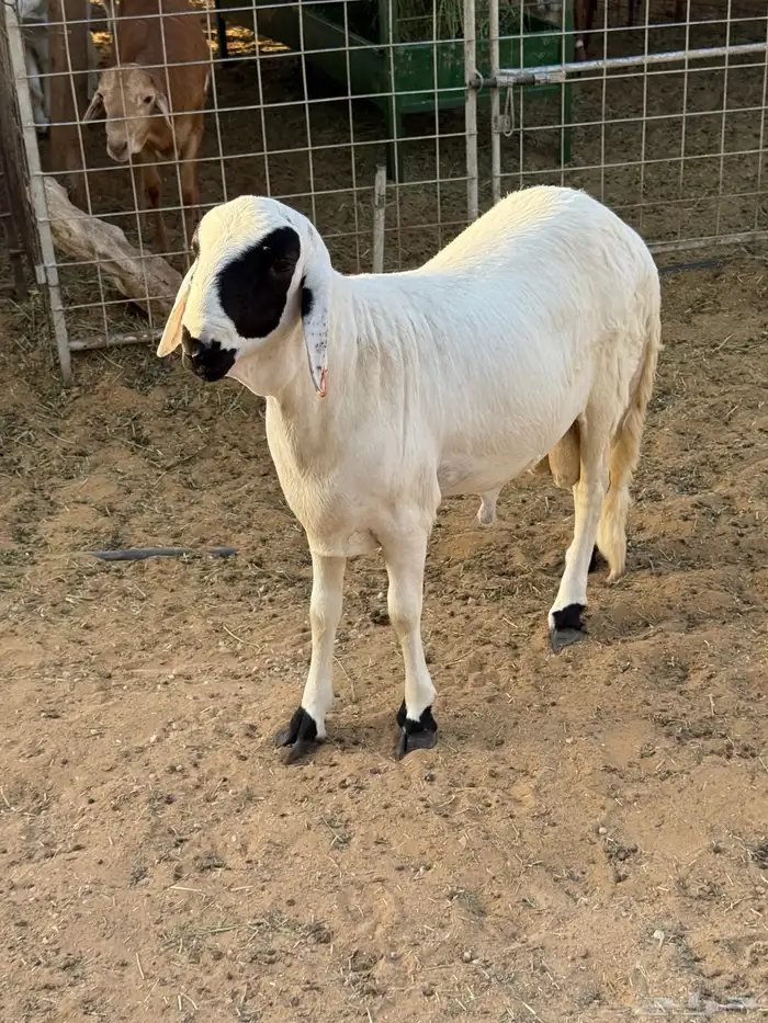 خروفين سواكني جذعان مربى 1
