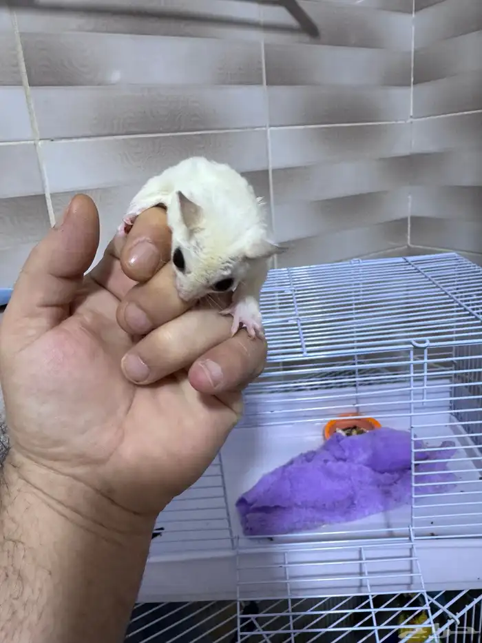 سنجاب شوقر قلايدر 8