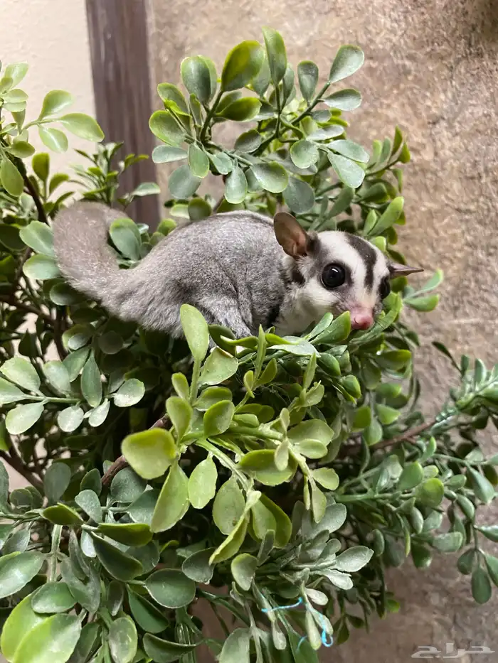 شوقر قلايدر - السنجاب الطائر SugarGlider 9