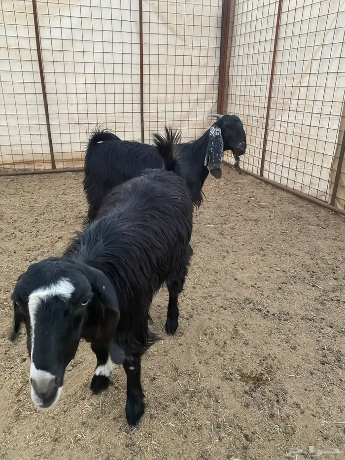 جفار ( تم البيع ) 9