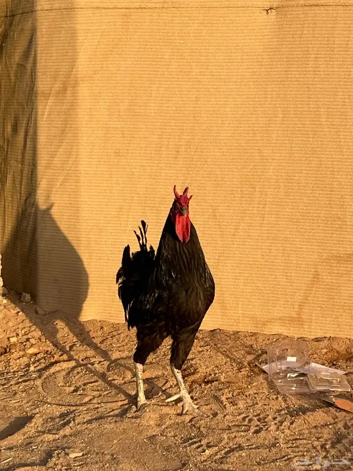 للبيع ديك ابو تاج عربي 1