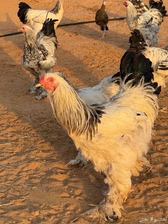 دجاج ابراهما كولمبي اصل 1