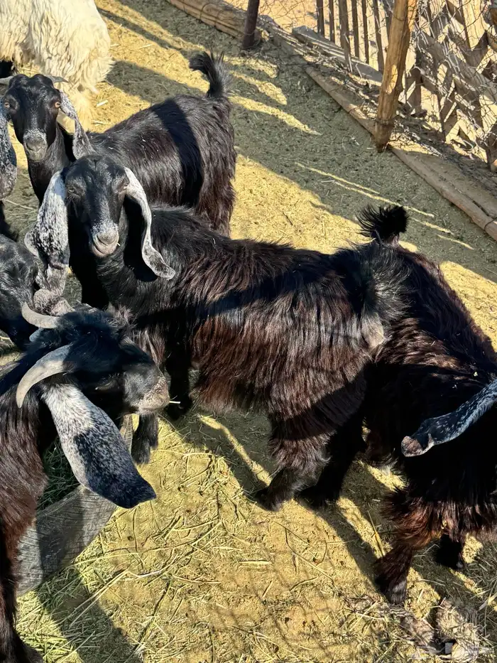 جفار ذبايح 1