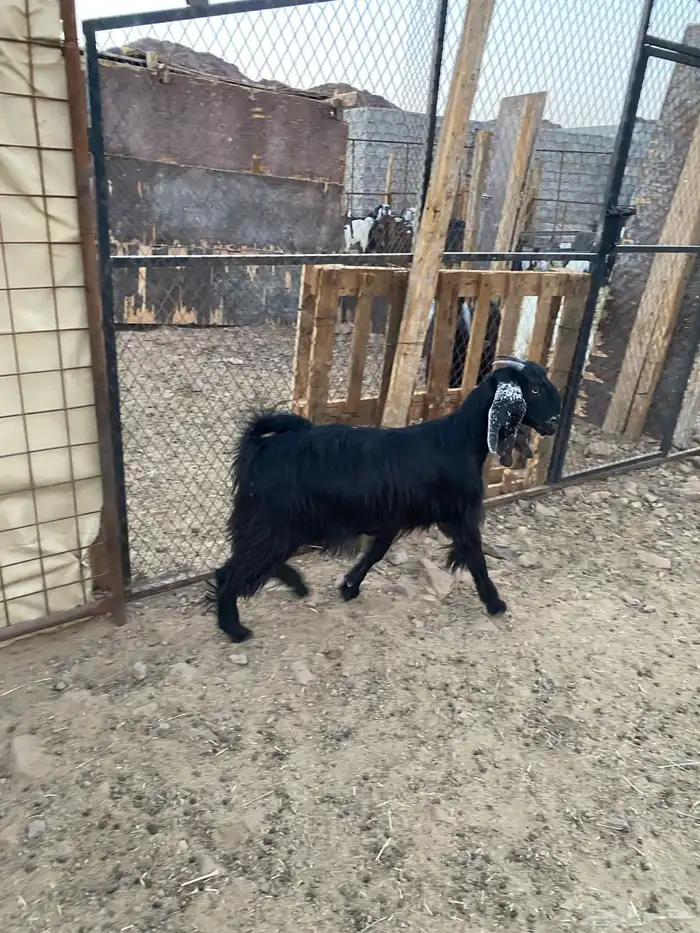 جفار ( تم البيع ) 20