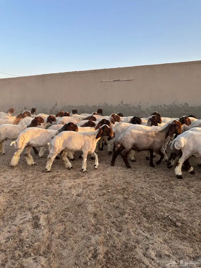 جذعات أنعيم طيبه ( تم البييع ) 10