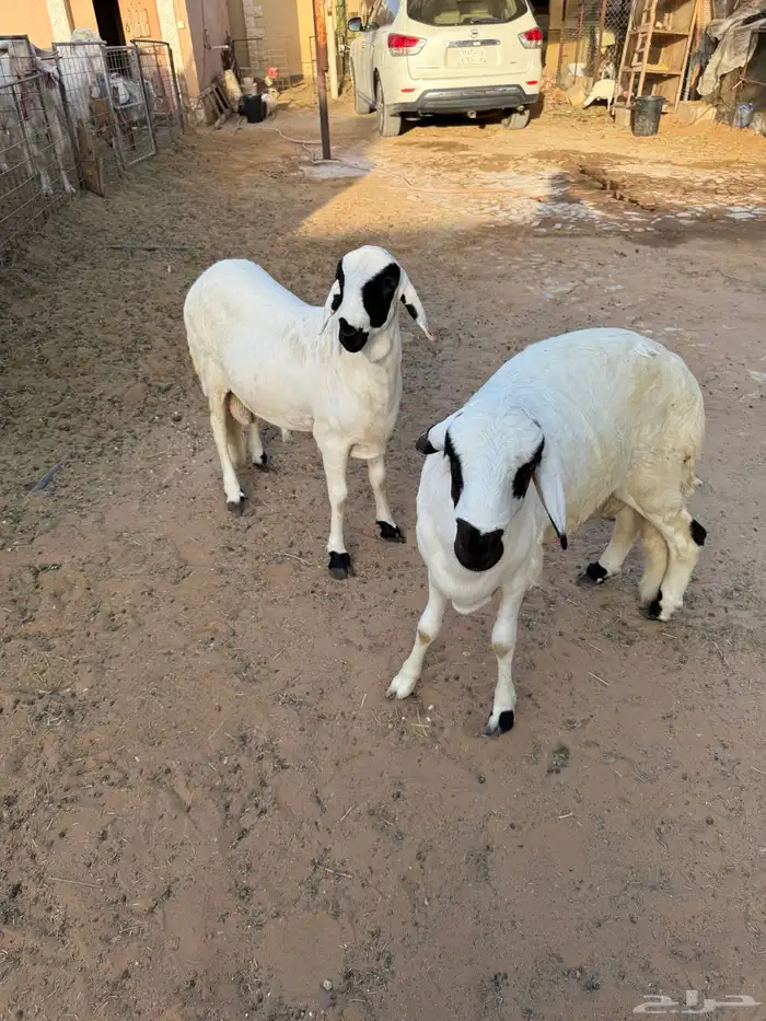 خروفين سواكني جذعان مربى 0